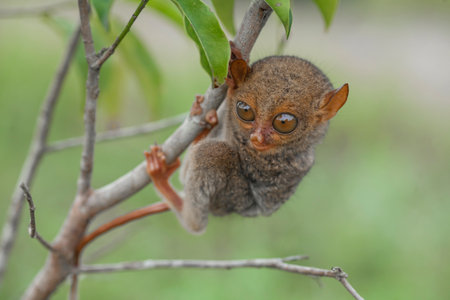 Little tarsier on a branch of a tree in the forestの写真素材