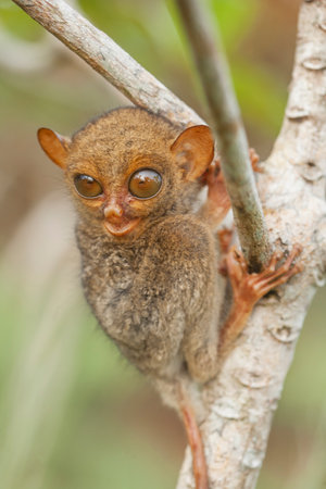 Tarsier (Tarsier montanus) on a treeの写真素材