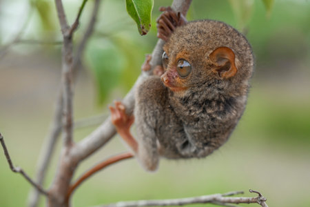 Tarsier (Tarsier montanus) on a treeの写真素材