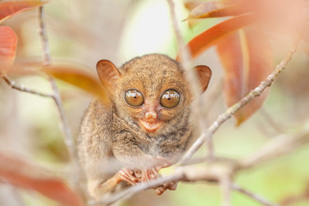 Portrait of a tarsier (Tarsier leucocephala)の写真素材