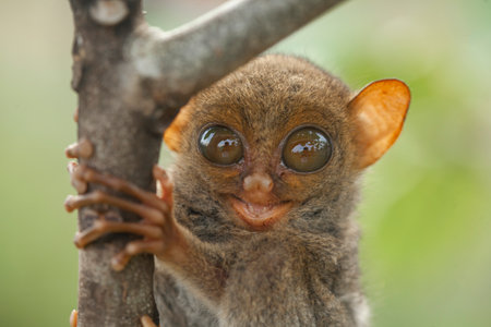 Tarsier (Tarsier tarsier) on treeの写真素材