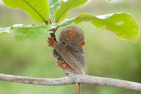 Tarsier (Tarsier montanus) on a branchの写真素材