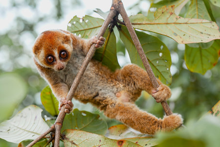 Oriental lemur (Nycticebus borneanus) on tree