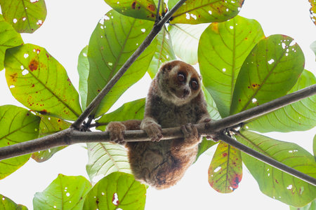 Tarsier in the rainforest of Borneo, Indonesiaの写真素材