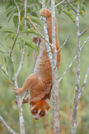 Lemur hanging on a branch in the rainforest of Borneoの写真素材