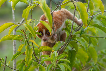 Lemur in a tree in the rainforest of Kalimantanの写真素材