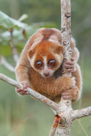 Lemur monkey (Eulemur lemur) on a treeの写真素材