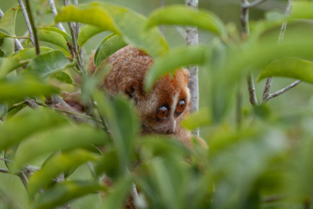 Oriental lemur (Nycticebus borneanus)の写真素材