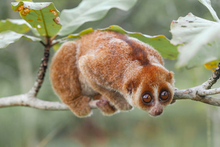 Lemur on a tree in the rainforest of Kalimantanの写真素材