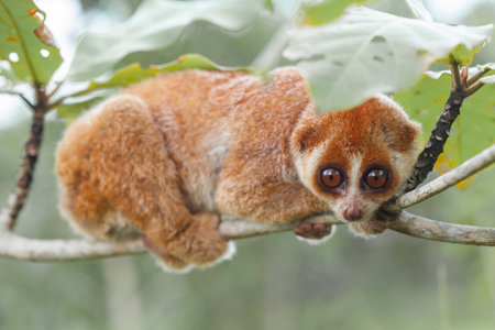 The Asia lemur (Nycticebus borneanus) is a species of lemur.の写真素材