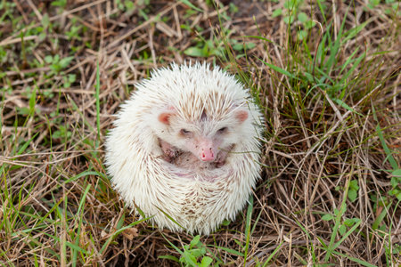 Young African pygmy hedgehog (Erinaceus europaeus)の写真素材