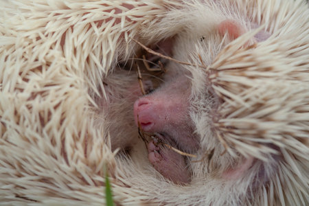 Hedgehog sleeping in the grass. Hedgehog close up.の写真素材
