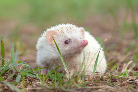 Hedgehog in the grass, shallow depth of field image.の写真素材