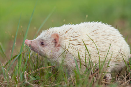 hedgehog in the grass, close-up, shallow depth of fieldの写真素材