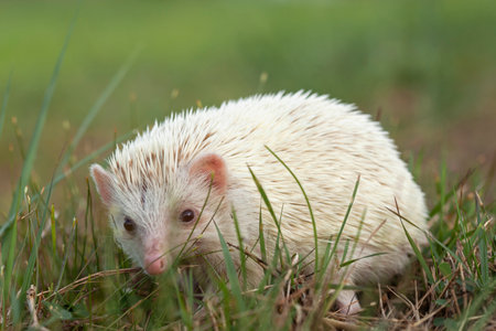 White dwarf hedgehog (Erinaceus europaeus)の写真素材