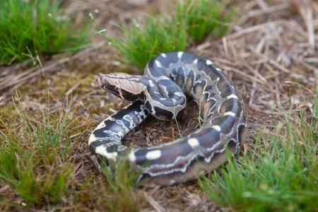 Boa constrictor (Reticulated python) in the grass