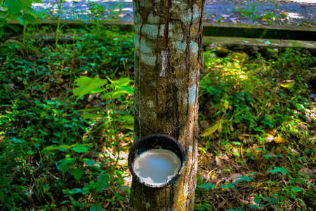 Extration in a rubber tree dripping latex raw in Bulukumba native production. の写真素材