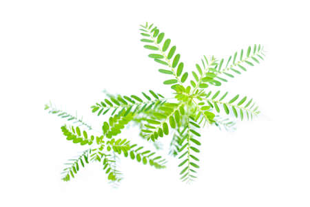Meniran / Phyllanthus urinaria isolated on white