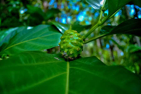 Cassia alata or Senna alata is an important medicinal tree, It also known as emperor's candlesticks,...