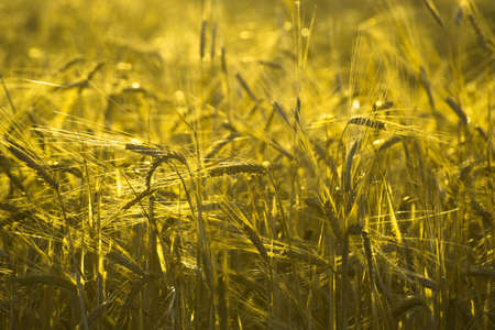Wheat harvest