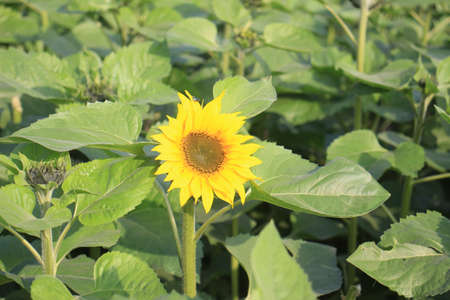 A beautiful sunflower in the field.の写真素材