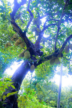 A jackfruit tree holds  many jackfruits.の写真素材