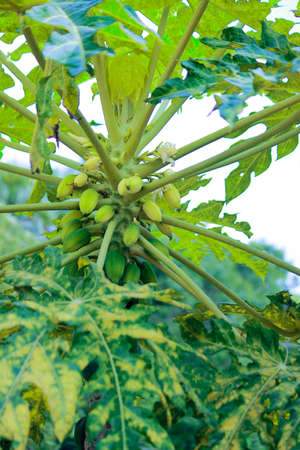 green leaves of a treeの写真素材