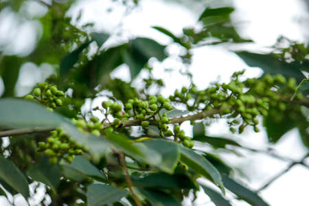 Close-up of small green fruits on the branches of a treeの写真素材