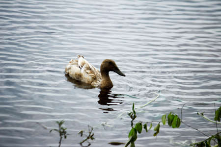 duck in the lakeの写真素材