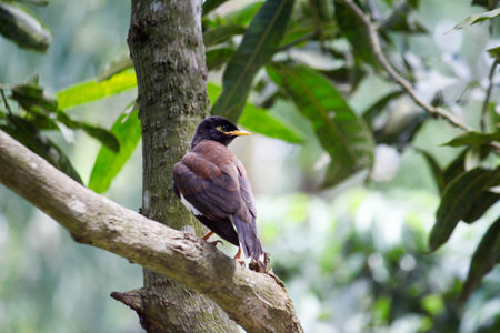 red winged blackbirdの写真素材