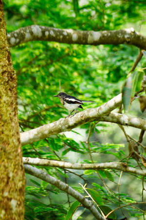 The birds on the treeの写真素材