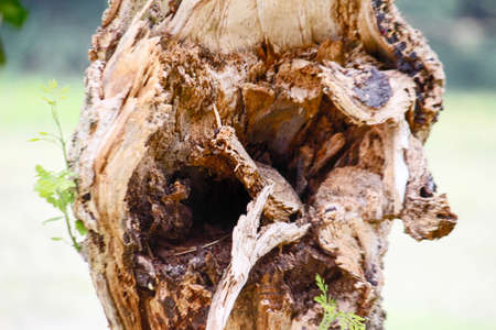 tree trunk in the forestの写真素材