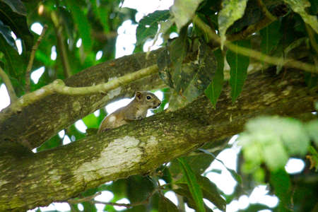 squirrel in the treeの写真素材