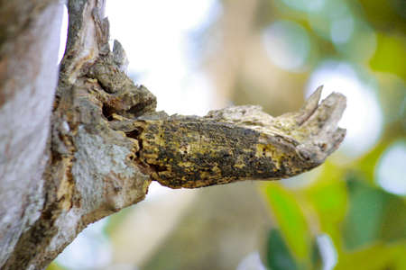 tree trunk in the forestの写真素材