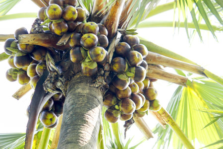 tree with fruitsの写真素材