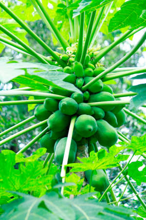 green palm treeの写真素材