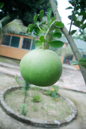 a nut on the treeの写真素材