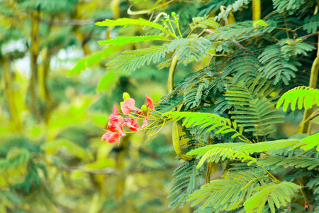 Delonix regia or Flamboyant flower on tree