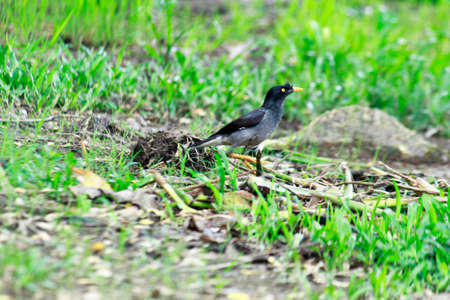 red winged blackbirdの写真素材