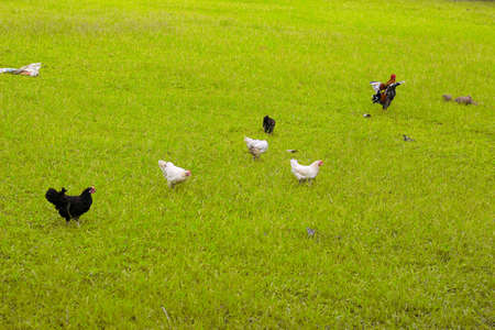 chickens on the green grass in the farm, animal farmingの写真素材