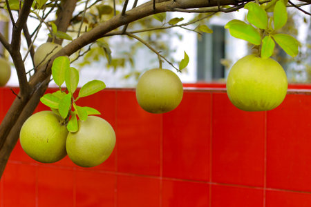 Pomelo fruit hanging on the tree in the garden, stock photo