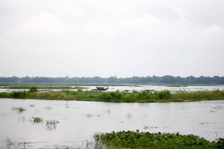 The waterfowl in the Amazon rainforest of Manaus, Brazil