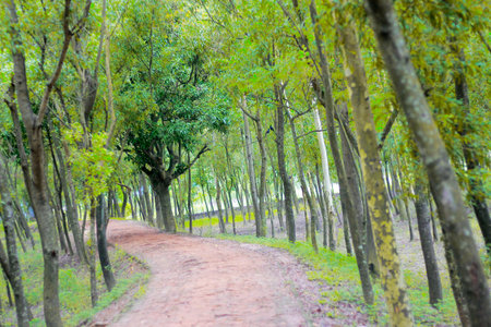 Walkway in the park with trees in the autumn season, Thailand.