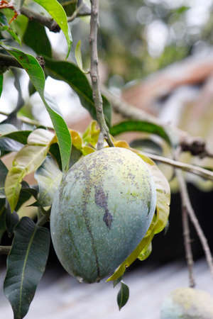 a mango on a treeの写真素材