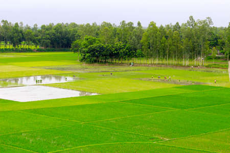 Green paddy fields in the countryside of Thailand. Agricultural landscape.
