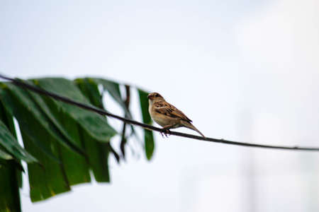 Sparrow perched on a wire against the background of palm leavesの写真素材