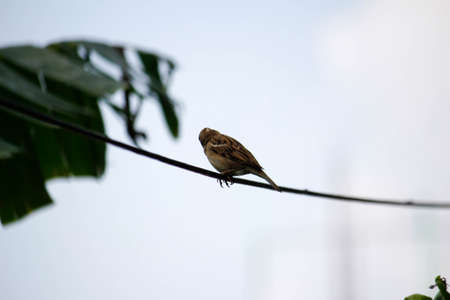 Sparrow sitting on a wire