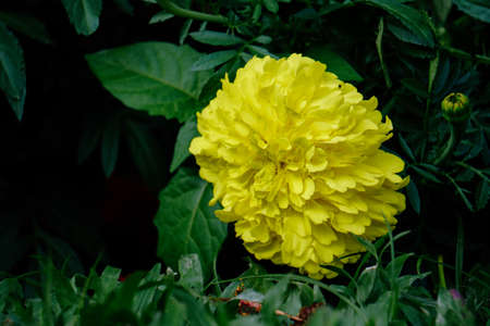 Beautiful Flower in the garden.