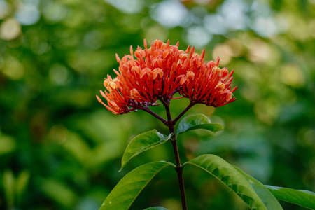 Beautiful Flower in the garden.