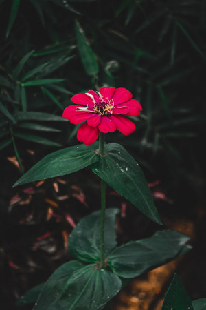 Red Common zinnia, elegant zinnia, selective focus, blur background, flower in the garden, flower in...